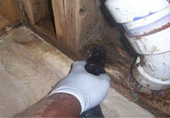 Waste Water Removal Mesa AZ